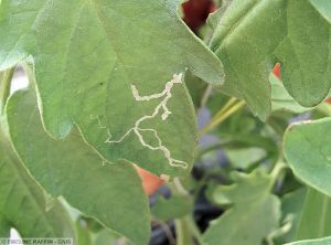 Liriomyza spp. tomate