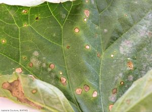 Didymella bryoniae melon