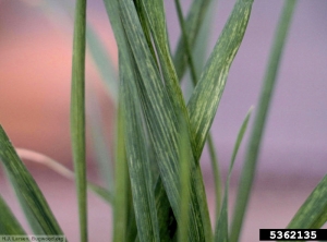 Soil-borne cereal mosaic virus blé