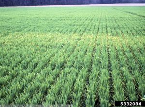 Soil-borne cereal mosaic virus blé