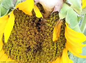 Pseudomonas syringae pv. helianthi tounesol