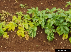 Globodera pallida pomme de terre