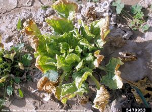 Beet leaf curl virus betterave