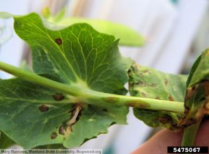 Pseudomonas syringae pv. pisi pois