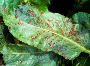 Cercospora beticola betterave