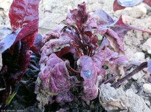 Peronospora farinosa f. sp. betae (mildiou) sur Betterave