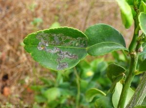 Phyllocnistis citrella 6