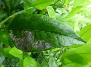 Phyllocnistis citrella 7