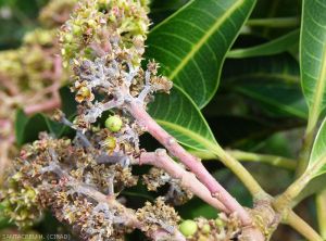 Dégâts d'oïdium sur inflorescence