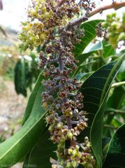 Dégâts d'oïdium sur inflorescence