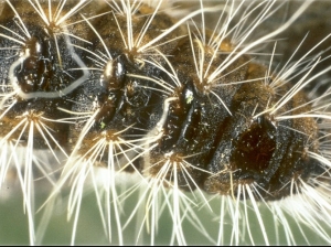 Miroirs urticants de Processionnaire du chêne