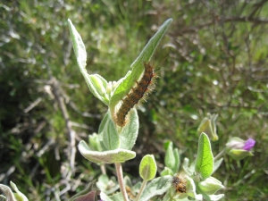 Chenille bombyx