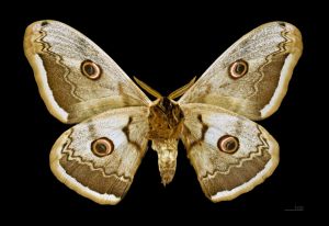 Papillon Saturnia pyri