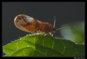 Psylle de l'eleagnus