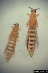 Thrips poireau