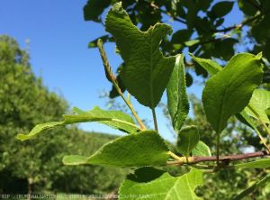 Rhynchite coupe-bourgeons