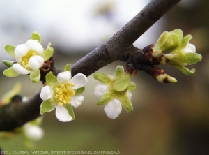 Fleurs déformées par un herbicide systémique
