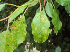 Taches et criblure sur feuillage de prunier liées à la dérive d'un herbicide (photo : J DOMERGUE)