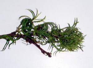 Feuilles déformées par un herbicide systémique