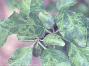 Sharka - Plum Pox Virus