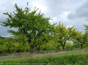 Chlorose ferrique (carence en fer)