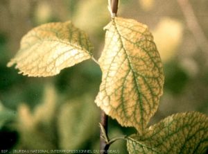 Chlorose ferrique (carence en fer)