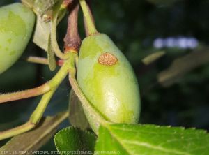 Taches rondes liégeuses dues à une piqûre de punaise sur jeune prune