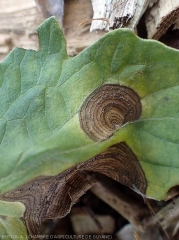 Deux larges taches circulaires et brunâtres couvrent cette feuille de tomate. Des motifs concentriques sont bien visibles, ainsi qu'un halo plutôt diffus. <i>Myrothecium roridum</i>