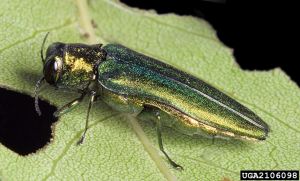 AGRIPLA