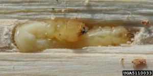 AGRIPLA