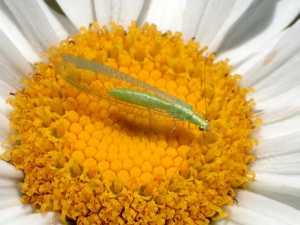 Chrysope adulte (imago), la paire d'yeux est très saillante, les ailes sont transparentes, à nervures bien visibles. A ce stade ces insectes se nourrissent surtout de pollen mais aussi de petits insectes comme les pucerons.