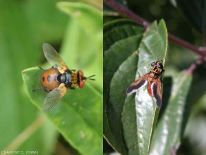 gymnosoma-trichopodes