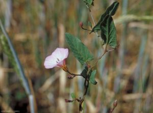 Convolvulus arvensis © J. Lonchamp