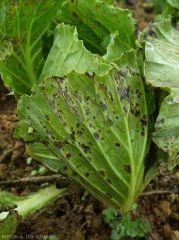 Petites taches nécrotiques : <i>Xanthomonas campestris</i>