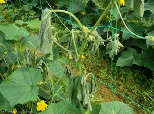 Flétrissement d'un pied de concombre : <i>Ralstonia solanacearum</i>