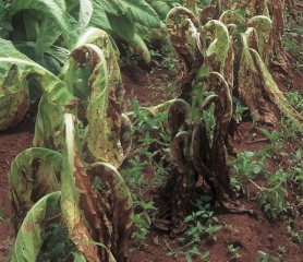 Fusarium wilt - Zimbabwe