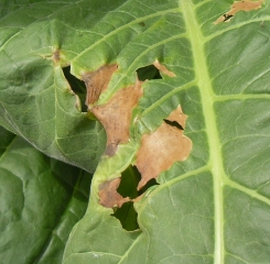 Stink bug damage - Zimbabwe