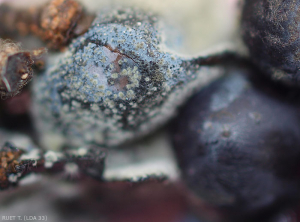 Baie de raisin pourrie et partiellement ratatinée. Des structures globuleuses et mycéliennes couvrent les tissus altérés. (<i>Neofusicocum parvum</i>).