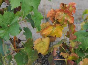 Aspect d'un rameau de cépage rouge matérialisant des symptômes de <b>flavescence dorée</b>. La longueur du rameau est réduite et les feuilles sont jaunissantes, voire rougissantes, et plus ou moins enroulées.