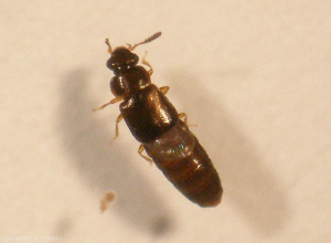 aleocharinae