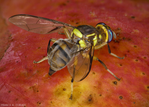 bactrocera_dorsalis_femelle