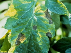 Taches à petites plages brunes, constituées d'anneaux concentriques, leur conférant l'apparence d'une cible. <i><b>Alternaria tomatophila</b></i> (alternariose, early blight)