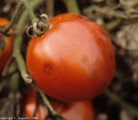 Petites taches déprimées, au centre brun, pouvant être confondues avec celles provoquées par <i>Colletotrichum coccodes</i>. <b><i>Alternaria</i> sp.</b>