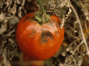 alternaria_tomate_DB_232