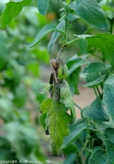 Plusieurs folioles de cette feuille de tomate sont envahies par <b><i>Botrytis cinerea</i></b> (moisissure grise, <i>grey mold</i>). La colonisation du rachis par ce champignon est à l'origine des flétrissement et jaunissement du limbe.