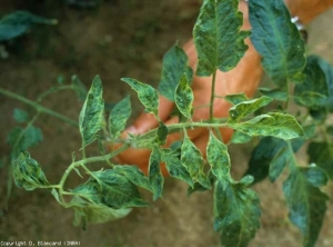 Jeunes folioles peu découpées, cloquées et mosaïquées. <b>Virus de la mosaïque du concombre</b> (<i>Cucumber mosaic virus</i>, CMV)