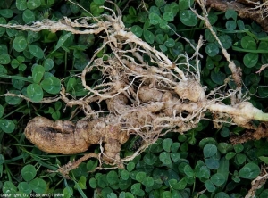 Ce système racinaire très attaqué par des <b><i>Meloïdogyne</i> sp.</b> présente quelques racines hypertrophiées assez spéctaculaires.  (nématodes à galles, root-knot nematodes) 