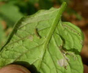 Présence d'une larve de <i><b>Tuta absoluta</b></i> sur la face inférieure de cette foliole minée.