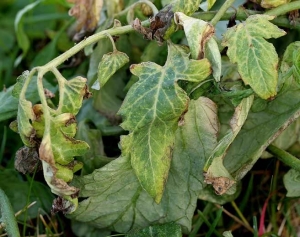 Jaunissement des feuilles accompagné de nécroses en périphérie de celles-ci. <b>Phytotoxicité</b>