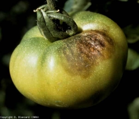 phytoph_tomate_DB_266